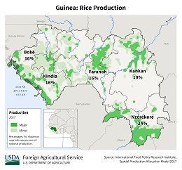 images\GU\cropprod\Guinea_Rice_preview.png